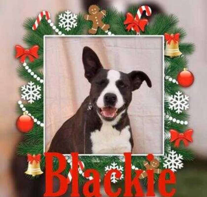 Photo of Blackie