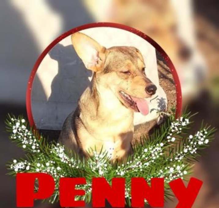 Photo of Penny