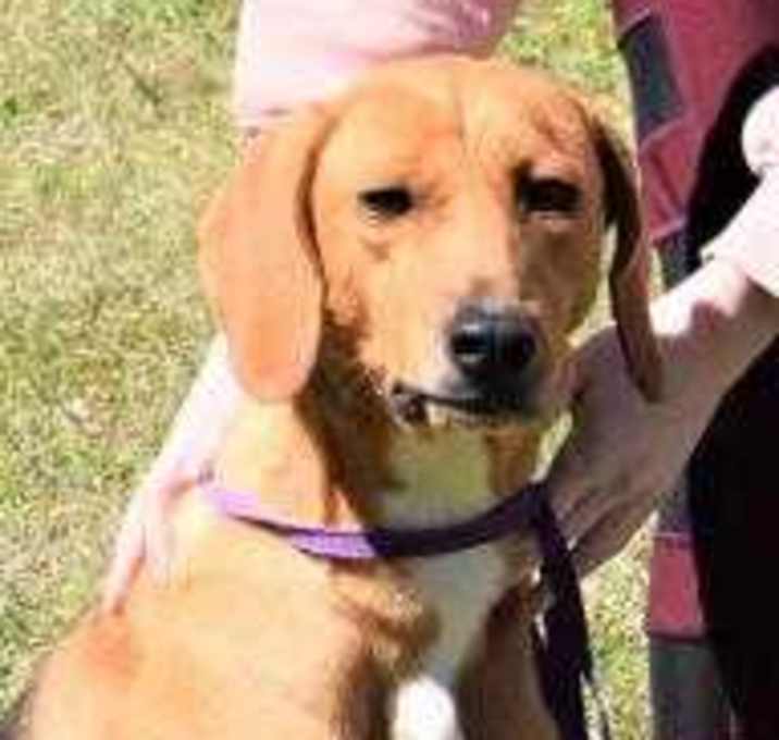 Photo of Penny