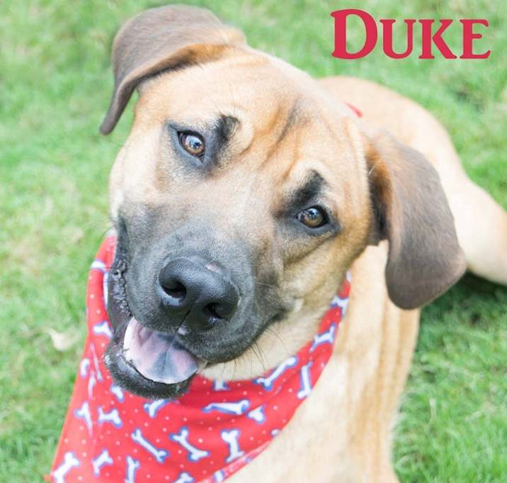 Photo of Duke