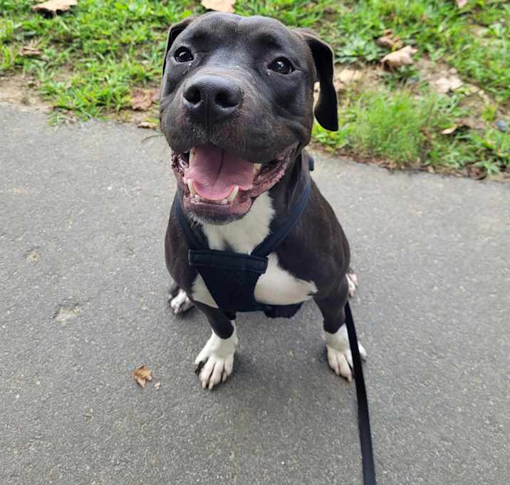 Photo of Buddy