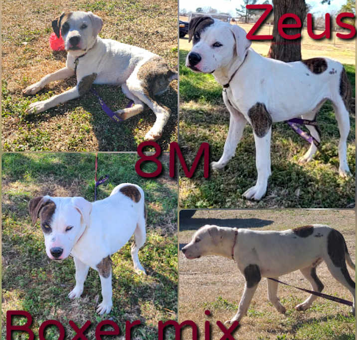 Photo of Zeus