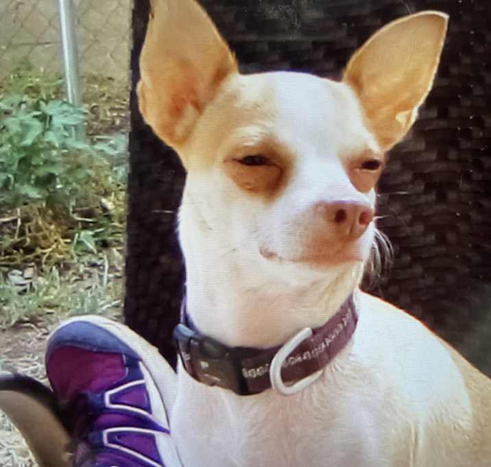 Photo of Pecan