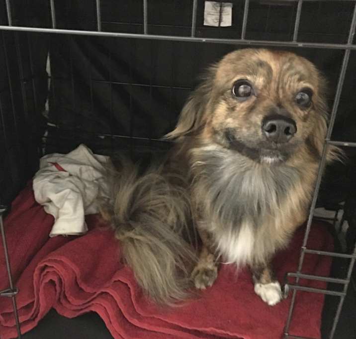 Photo of Peanut
