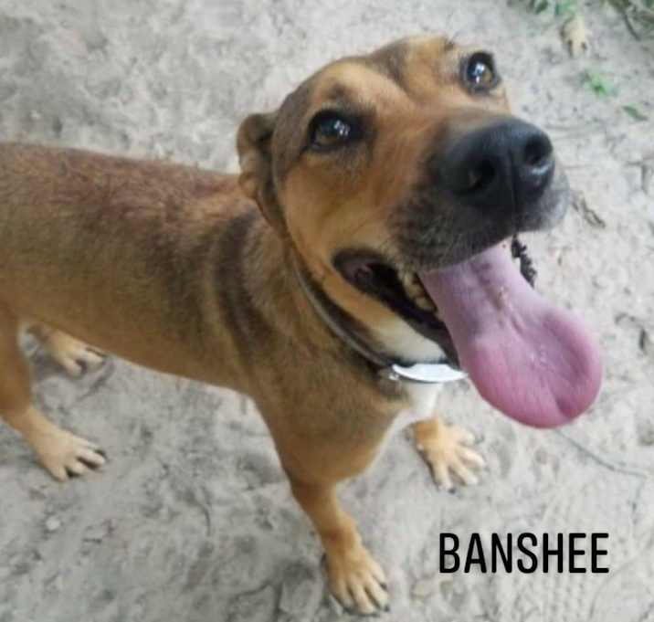 Photo of Banshee