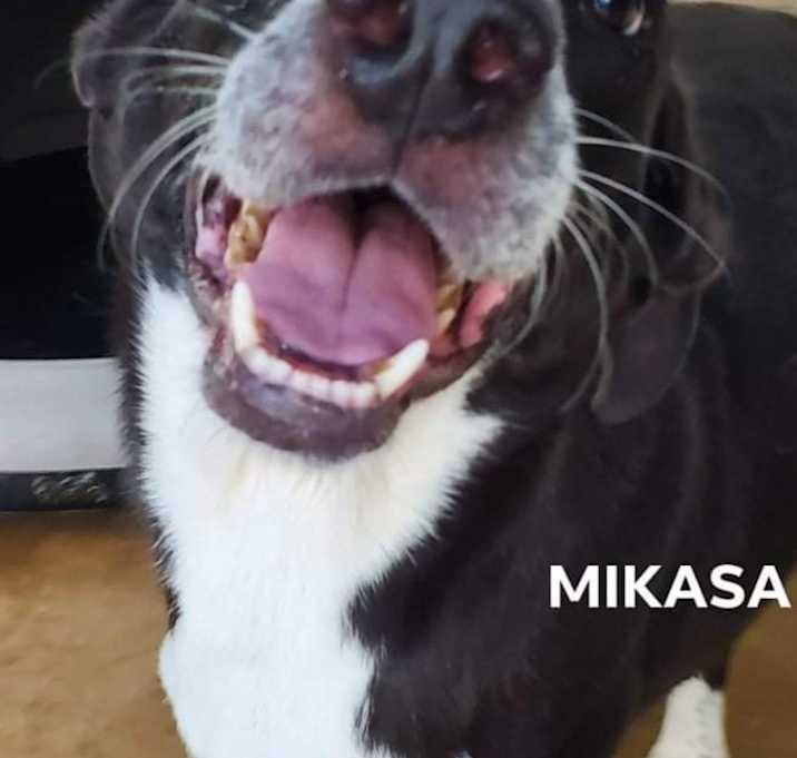 Photo of Mikasa
