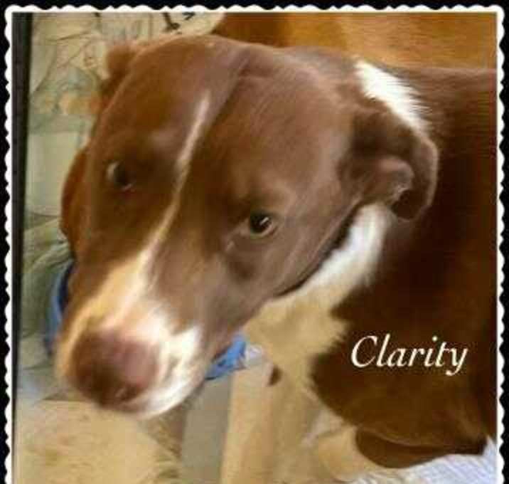 Photo of Clarity