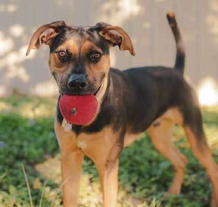 Photo of Whiskey
