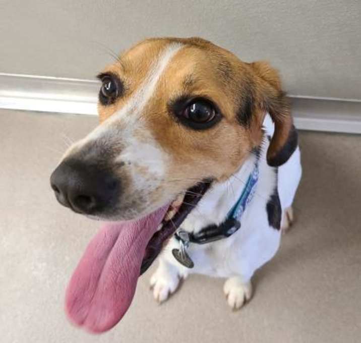 Photo of Daisy