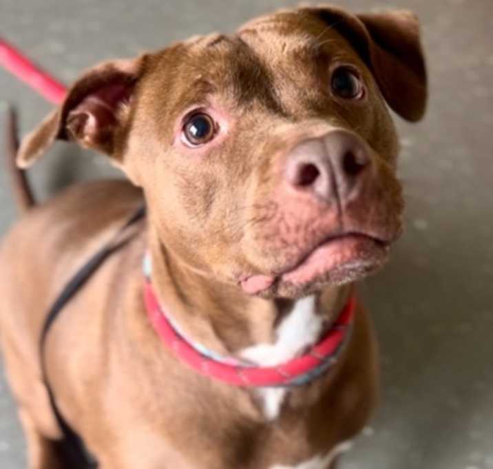Photo of Rosie