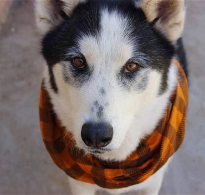 Photo of Koda