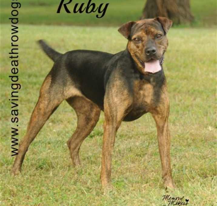 Photo of Ruby