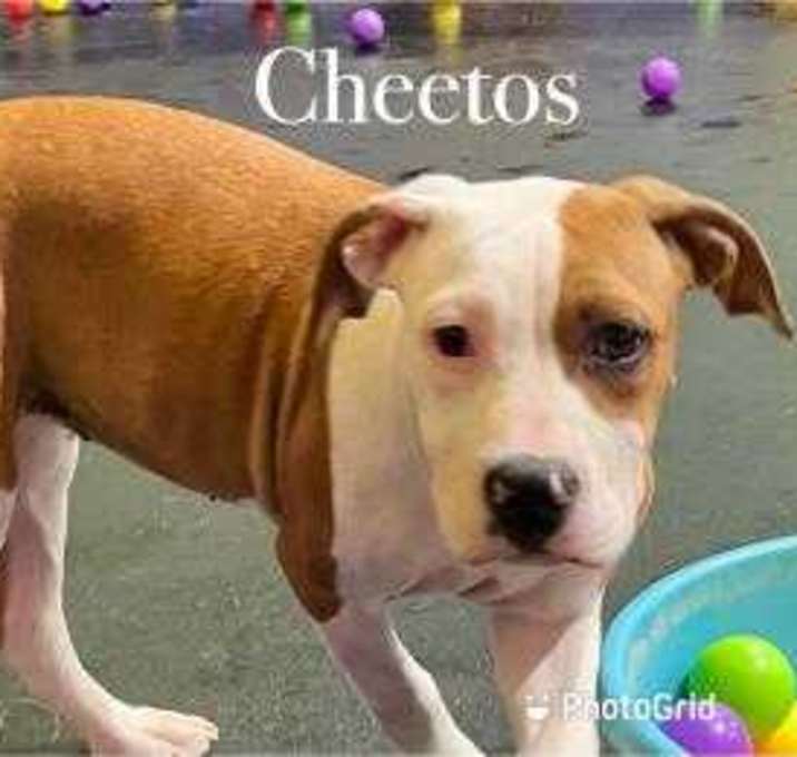 Photo of Cheetos