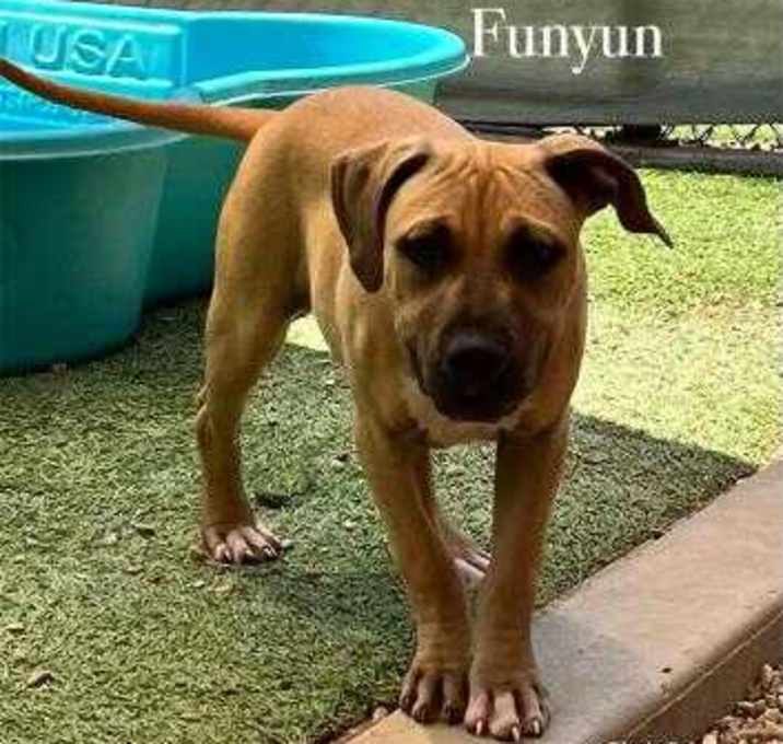 Photo of Funyun