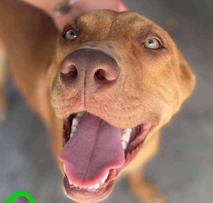 Photo of Gunner