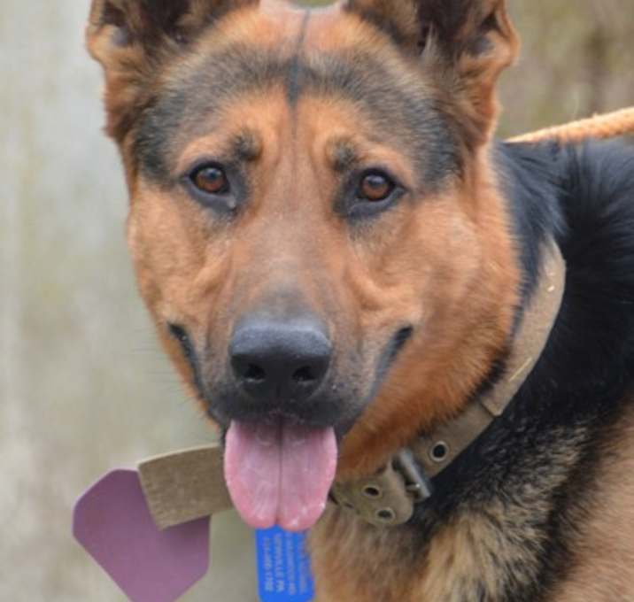 Photo of Rocky
