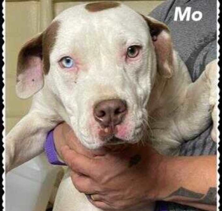 Photo of Mo