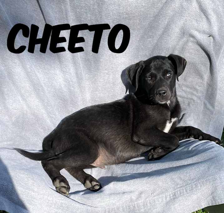 Photo of Cheeto