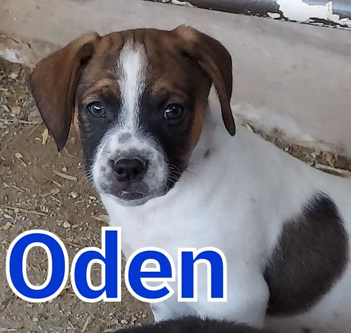 Photo of Oden