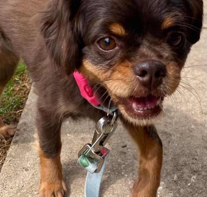 Photo of ROXIE, SPECIAL NEEDS