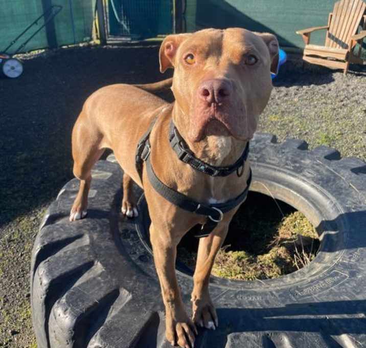 Photo of Jango