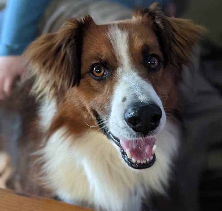Photo of Kumo