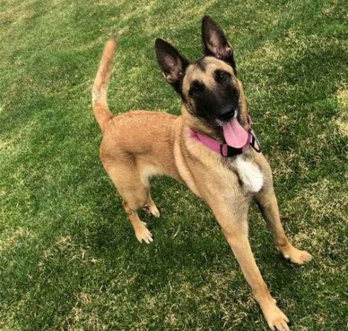 Photo of Roxie - CT
