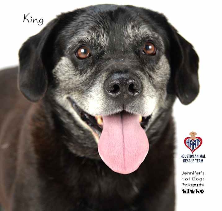 Photo of King