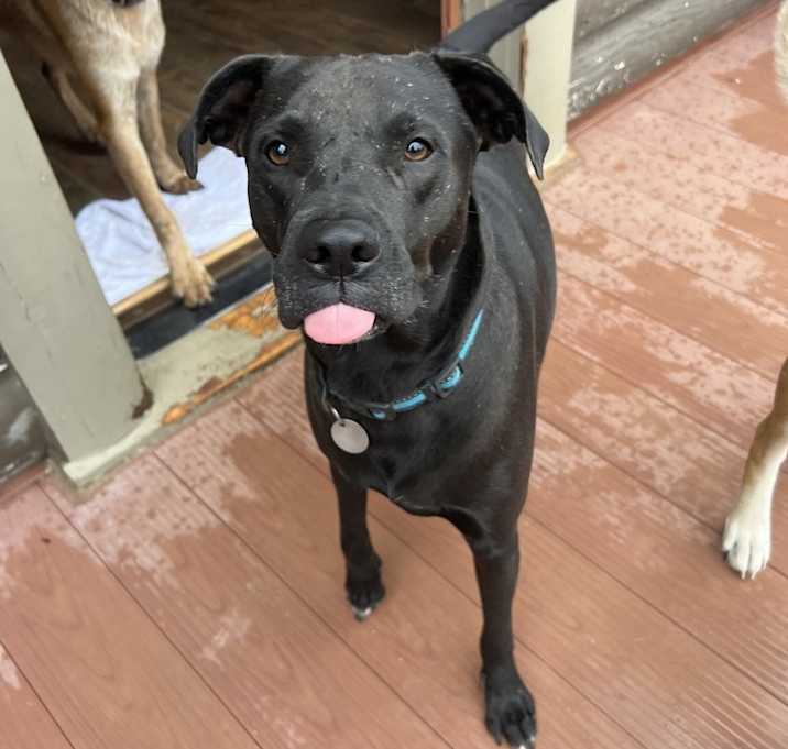 Photo of Black Jack