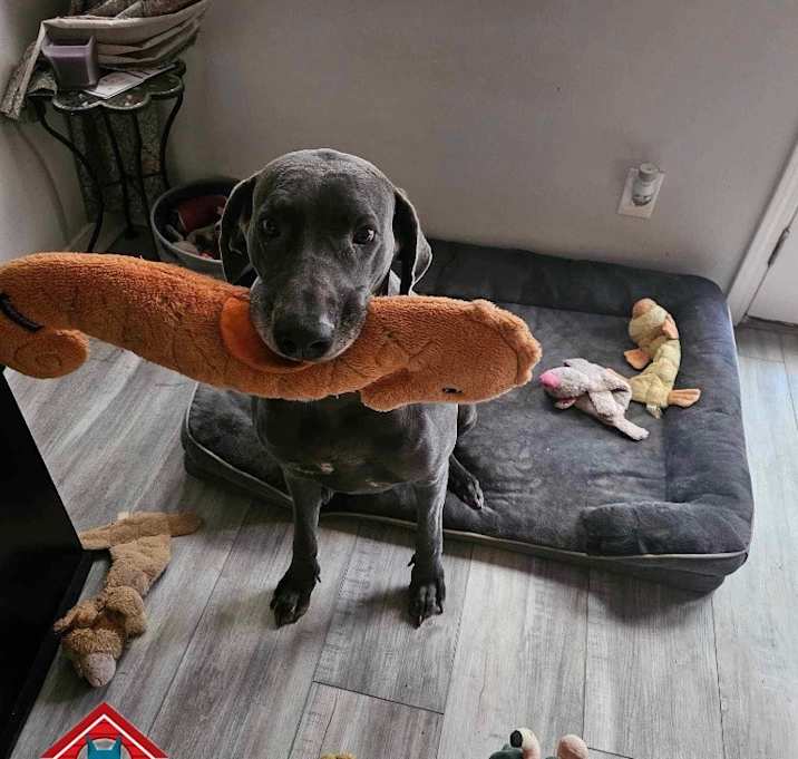 Photo of Luna Blu