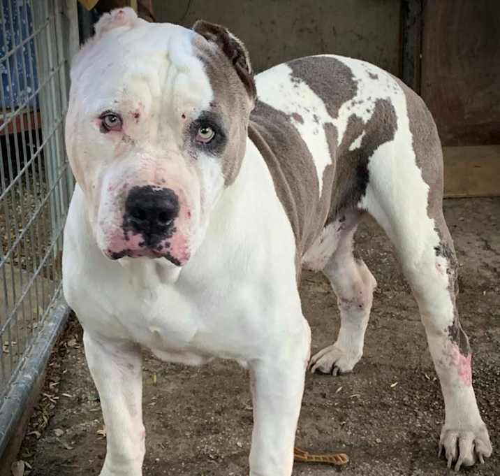 Photo of Handsome Toro