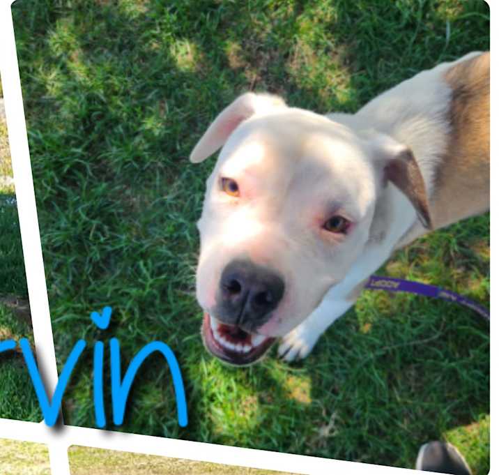 Photo of Mervin