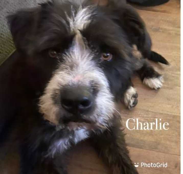 Photo of Charlie
