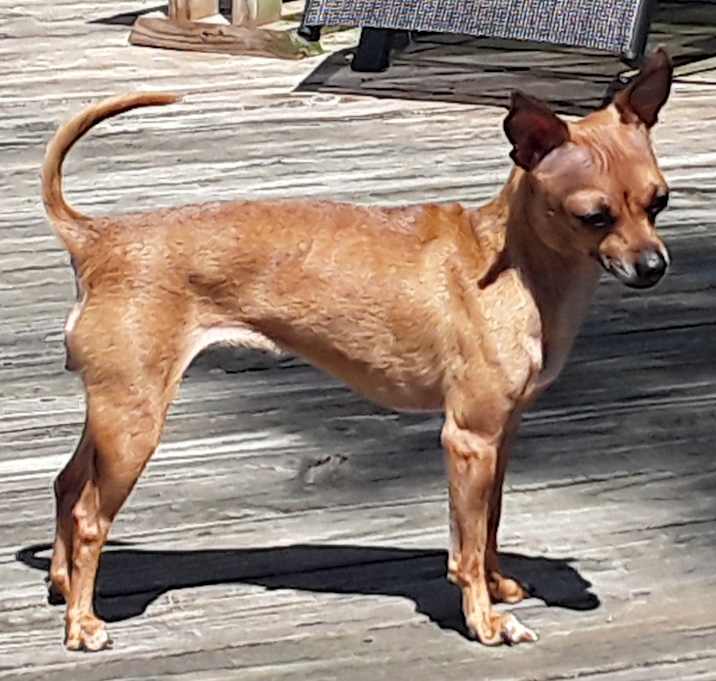Photo of Bambi
