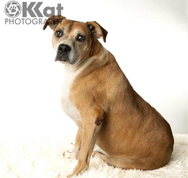 Photo of Darcy