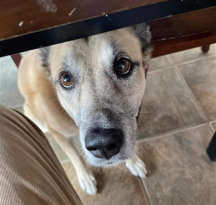 Photo of Sarge  â Tennis Pro