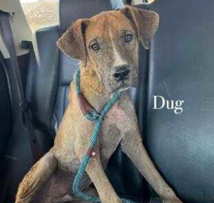 Photo of Dug