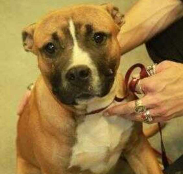 Photo of Scooby