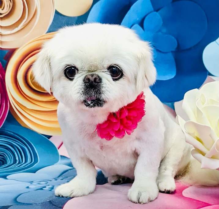 Photo of Annie