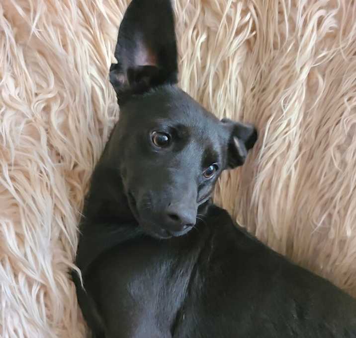 Photo of Bear