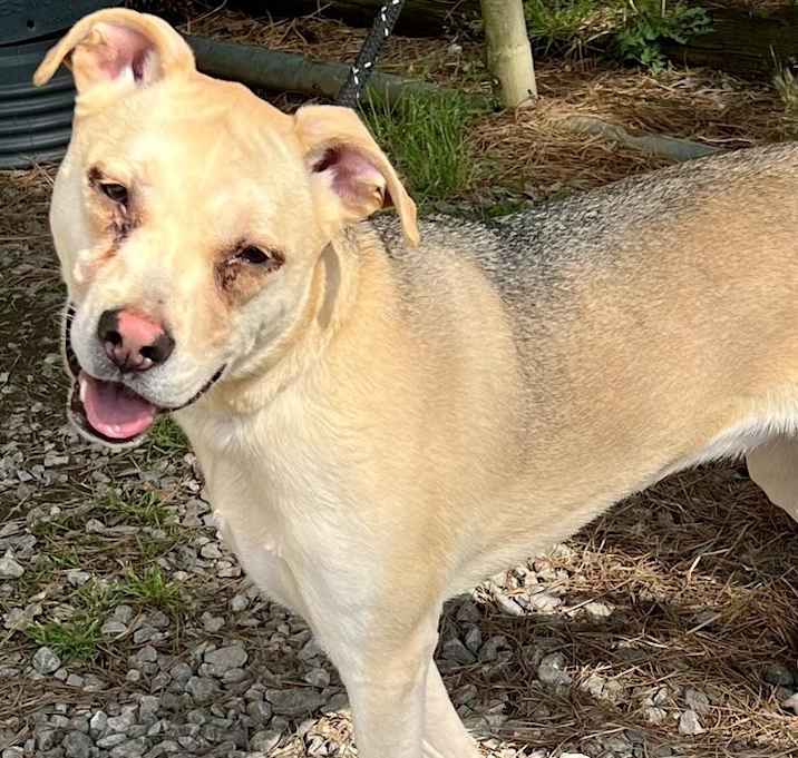 Photo of Sheba