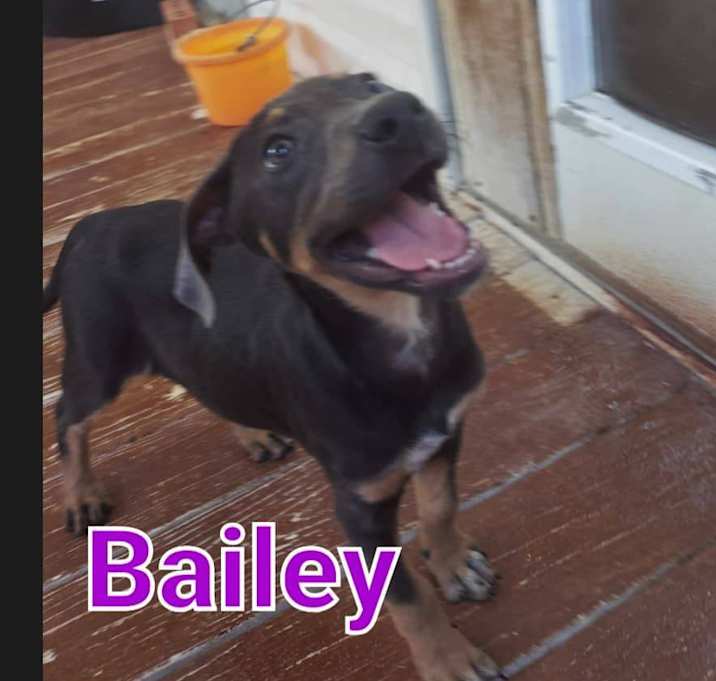 Photo of Bailey
