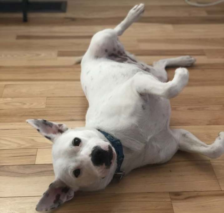 Photo of Torchy (Courtesy)