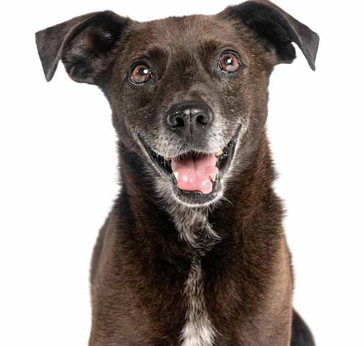 Photo of Sergeant