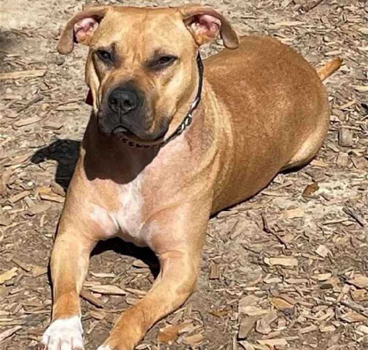 Photo of Bubba - I'd love to be your one and only!