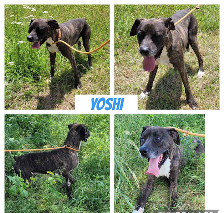 Photo of Yoshi