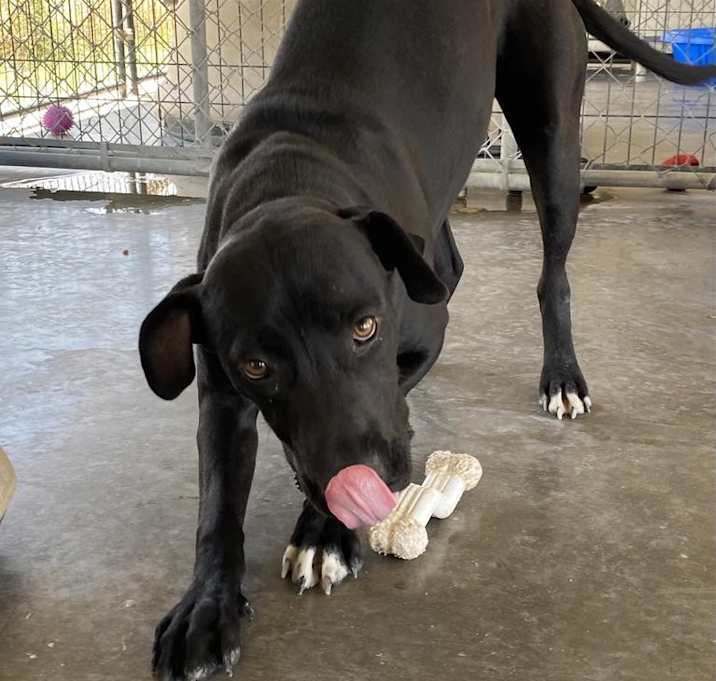 Photo of Tyson