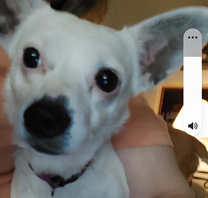 Photo of Sugar