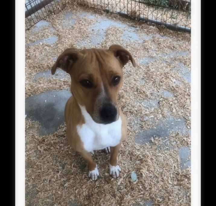Photo of MAPLE