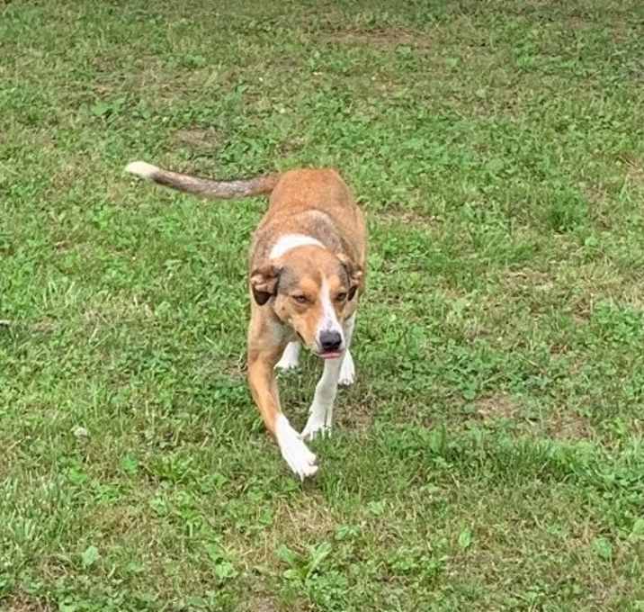 Photo of Fido